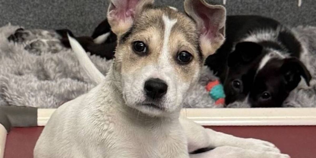Discover How to Adopt a Dog Pittsburgh NFL Draft