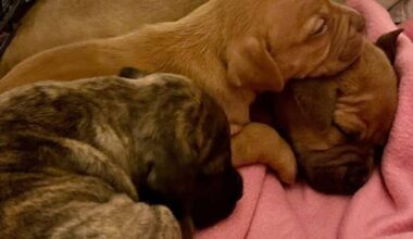 PSPCA officers find litter of abandoned puppies in Old City