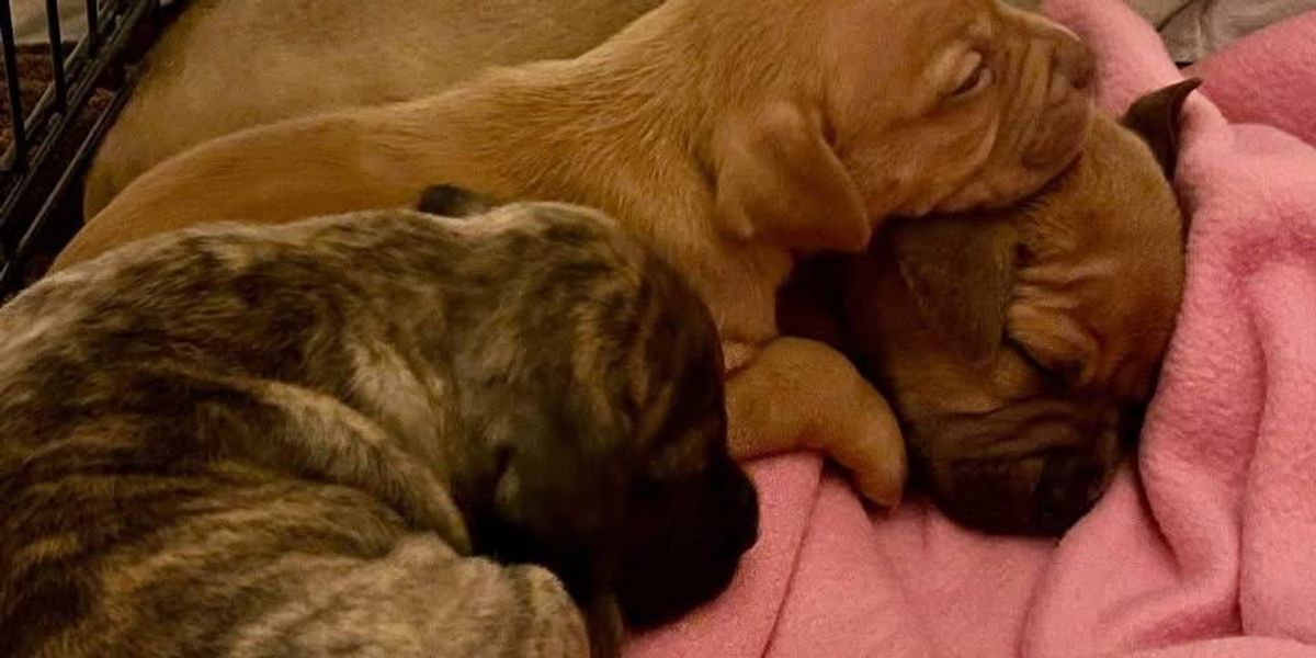 PSPCA officers find litter of abandoned puppies in Old City