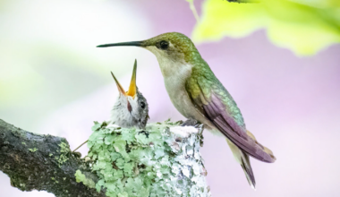 Lake Erie is ideal 'rest stop' for birds during spring migration