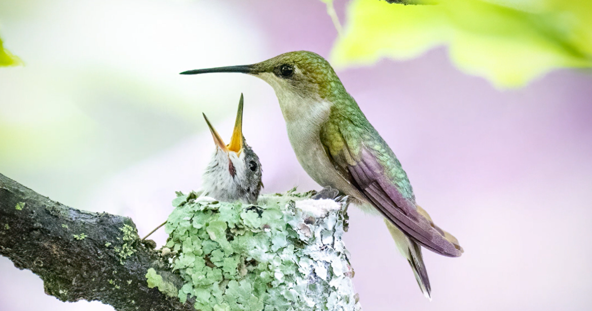 Lake Erie is ideal 'rest stop' for birds during spring migration