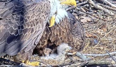 Bald eagle bonanza in Pittsburgh with 5 chicks at 2 nests – Butler Eagle
