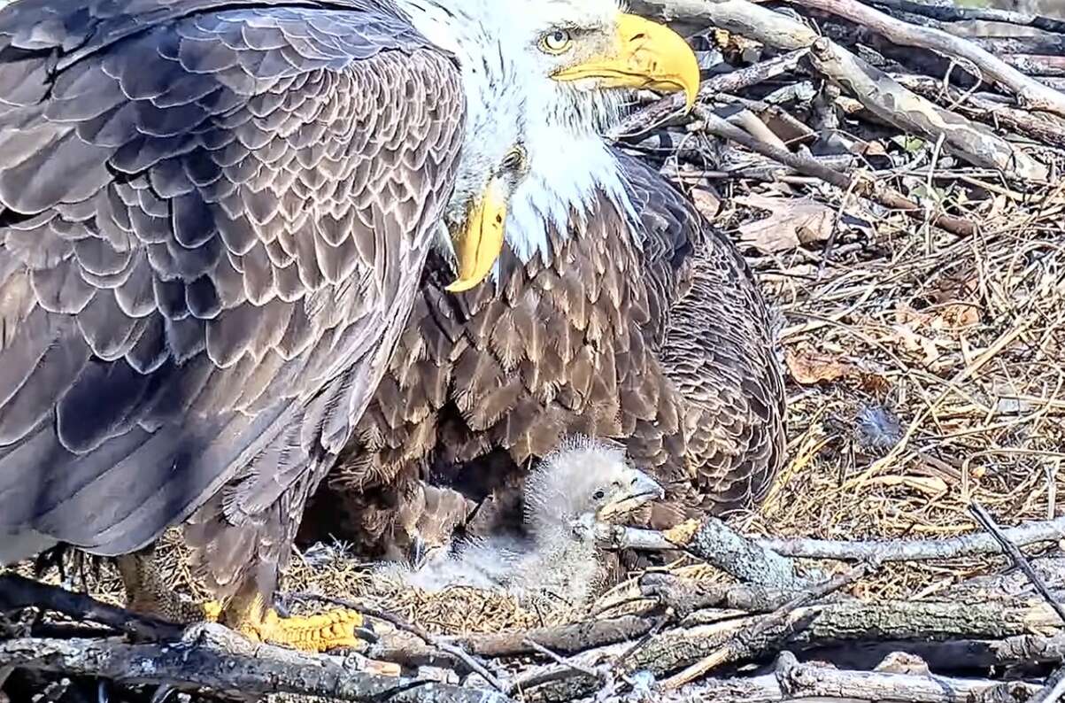 Bald eagle bonanza in Pittsburgh with 5 chicks at 2 nests – Butler Eagle