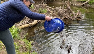 fish being dumped into White Clay Creek