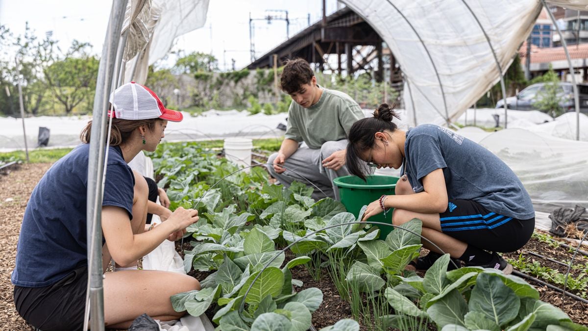 Penn researchers are turning food waste into building materials