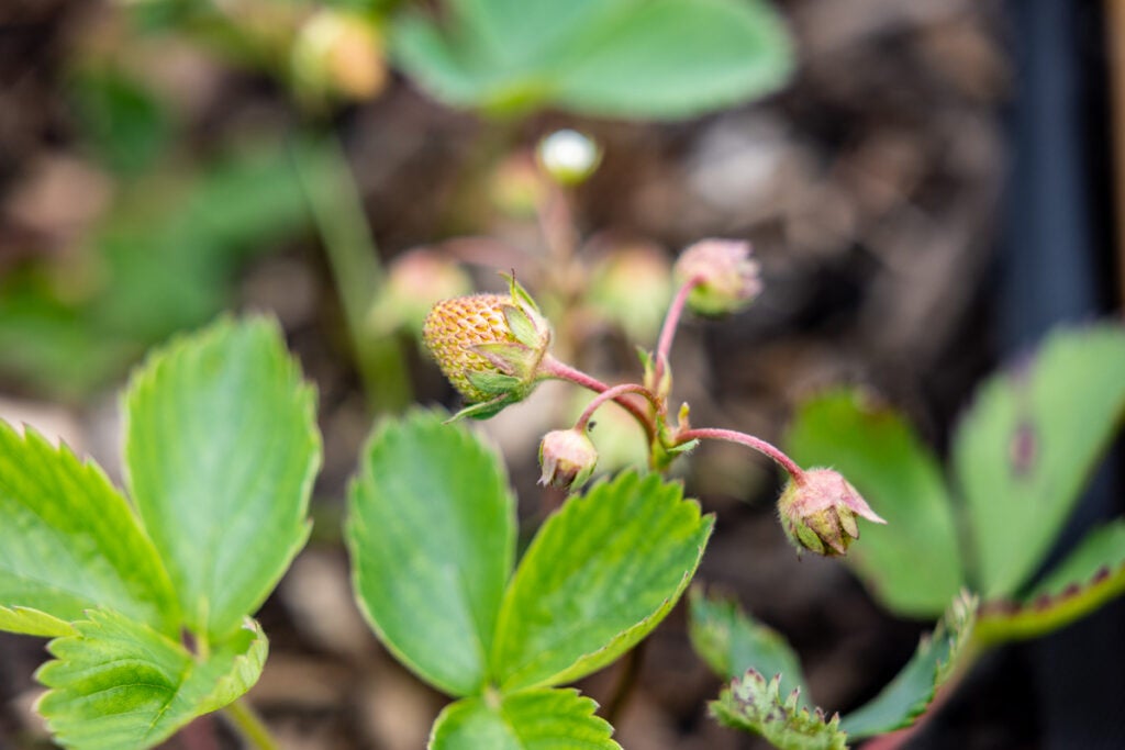 A closeup photo of strawberries growing.