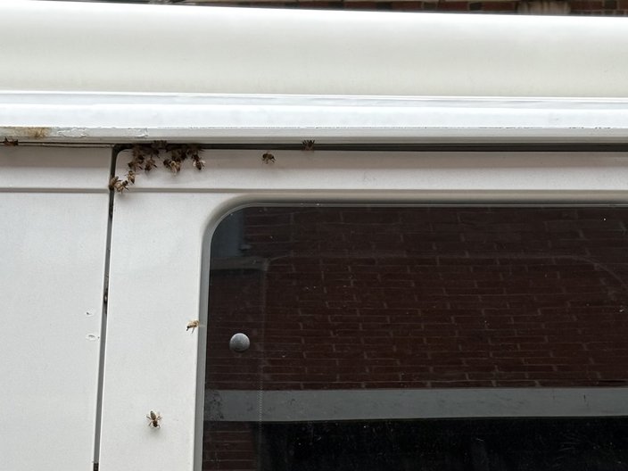 Bees buzz around the window of a white van
