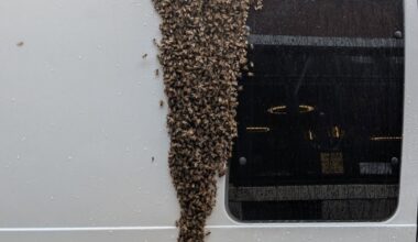 It's peak season for bee swarms, as a Philadelphia wine bar learned Wednesday