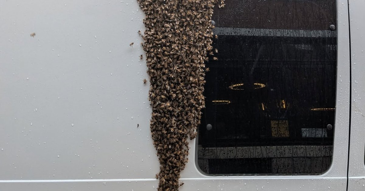 It's peak season for bee swarms, as a Philadelphia wine bar learned Wednesday