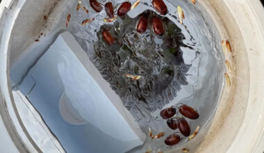 Pennsylvania homeowner baffled after 'kamikaze' bugs keep turning up dead in pool skimmer