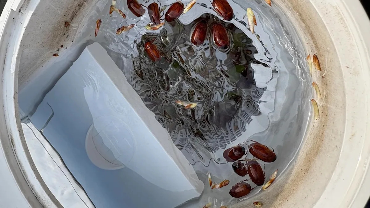 Pennsylvania homeowner baffled after 'kamikaze' bugs keep turning up dead in pool skimmer