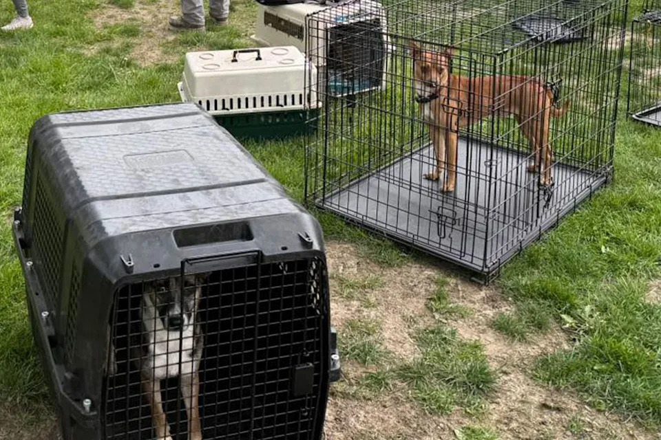 Two dogs in separate cages placed outdoors on grassCredit: Helping Hearts & Healing Tails Animal Rescue