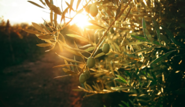 Photo by Flor Saurina on Unsplash