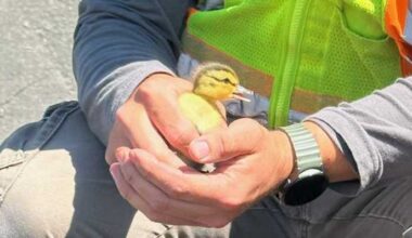 Ducklings rescued after falling into storm drain in Bethel Park