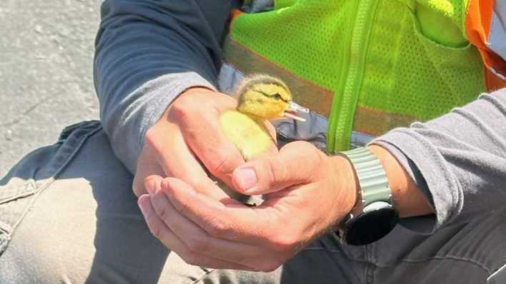 Ducklings rescued after falling into storm drain in Bethel Park