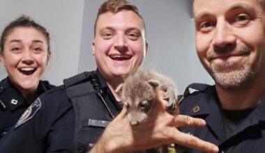 Officers rescue baby raccoons from chimney of Pennsylvania home – NBC10 Philadelphia