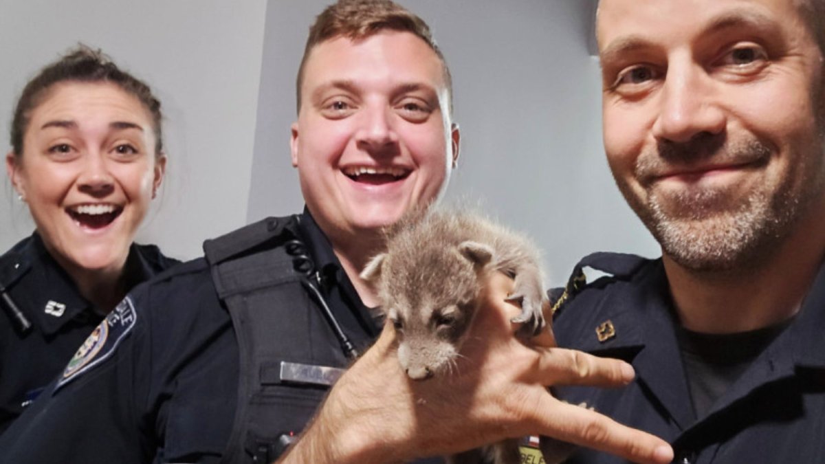 Officers rescue baby raccoons from chimney of Pennsylvania home – NBC10 Philadelphia