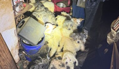 Nearly 50 dogs, puppies rescued from Pennsylvania home – NBC10 Philadelphia