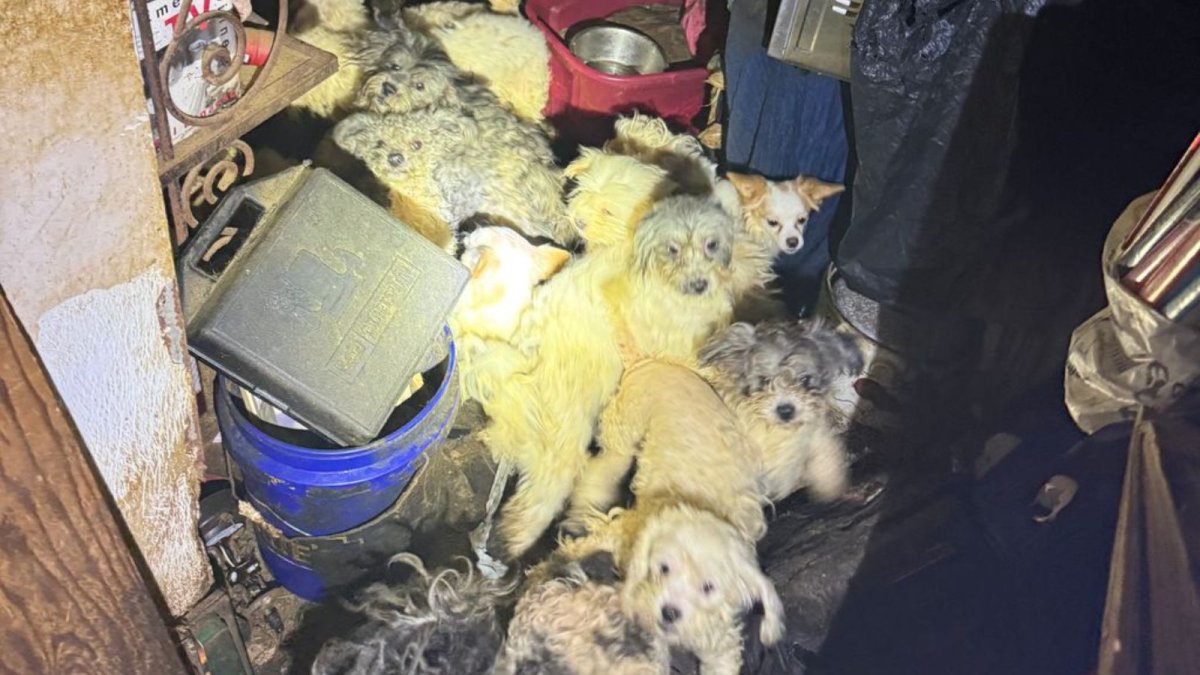 Nearly 50 dogs, puppies rescued from Pennsylvania home – NBC10 Philadelphia