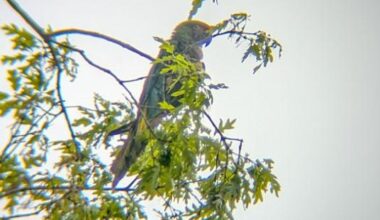 Police seek owner of loose parrot spotted in Pennsylvania