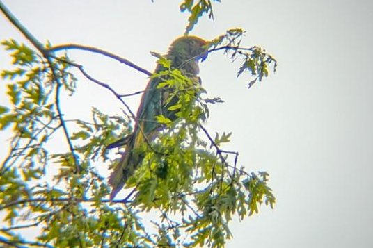 Police seek owner of loose parrot spotted in Pennsylvania