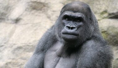 Zoos in Pittsburgh and Boston just hashed out a blockbuster one-for-one gorilla trade