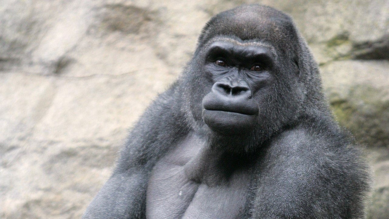 Zoos in Pittsburgh and Boston just hashed out a blockbuster one-for-one gorilla trade