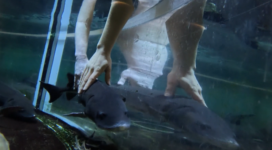 The sturgeon touch tank at the Toledo Zoo. Two sturgeons are in the photo, but the fully visible one is being pet by a hand.