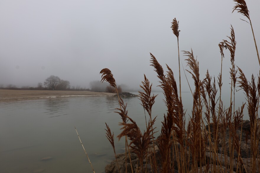 golden pompas grass in front of a foggy body of water