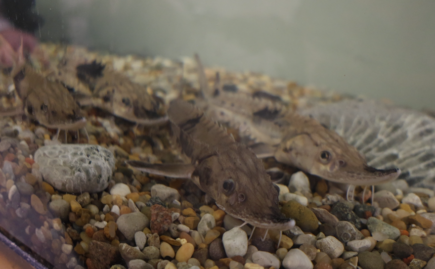 four brown juvenile sturgeon swim at the bottom of a tank with pebbles along the bottom