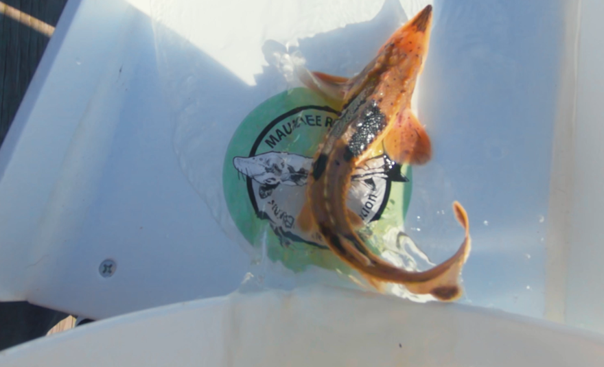 A baby sturgeon is released down a chute by the Toledo Zoo after it has spent time in its streamside sturgeon rearing trailer.