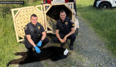 Bear seen near soccer fields in South Whitehall Township captured, relocated