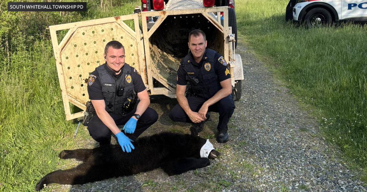 Bear seen near soccer fields in South Whitehall Township captured, relocated