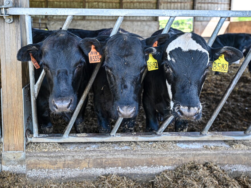 Black Angus cows at Applewood Farm in Scott Twp.