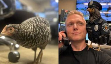 Chicken becomes temporary Bethel Park police recruit after road rescue