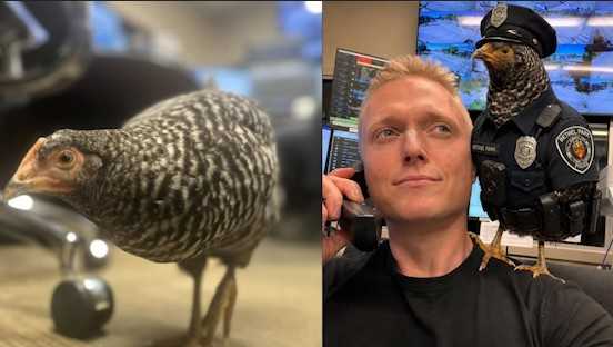 Chicken becomes temporary Bethel Park police recruit after road rescue