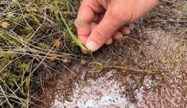 Newly identified plant found only in Pine Barrens is named for New Jersey, scientist says