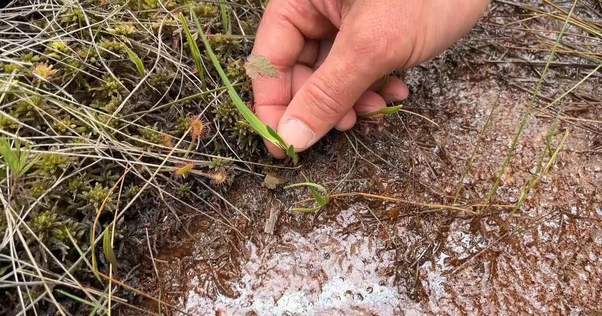 Newly identified plant found only in Pine Barrens is named for New Jersey, scientist says