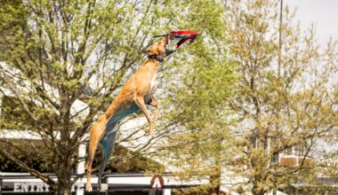 American Kennel Club dog diving and agility event is coming to the Navy Yard in June