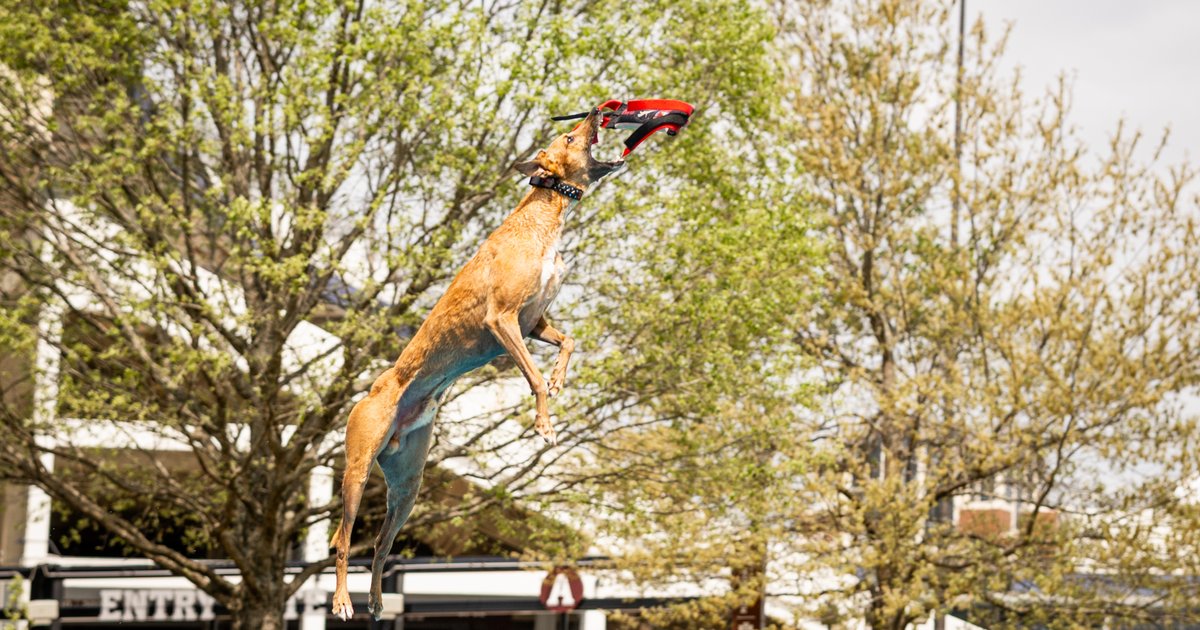 American Kennel Club dog diving and agility event is coming to the Navy Yard in June