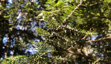 Pennsylvania program’s 10 millionth tree planted in Dauphin County