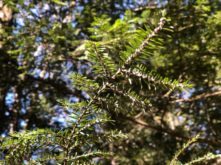 Pennsylvania program’s 10 millionth tree planted in Dauphin County