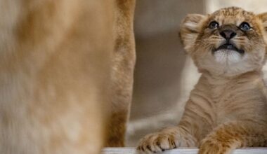 Pittsburgh Zoo announces the birth of brand-new lion cub