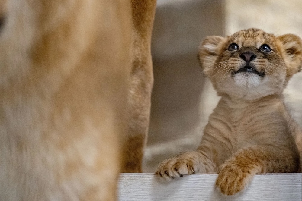 260513 Lioncub Hq Cg 008 Edit