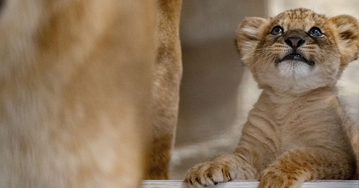 Pittsburgh Zoo announces the birth of brand-new lion cub