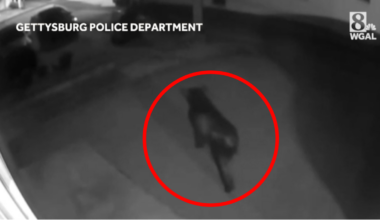 VIDEO: Police warn residents after recent bear sightings in Pa.