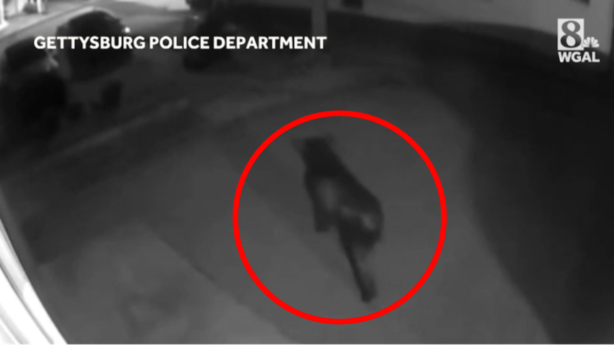 VIDEO: Police warn residents after recent bear sightings in Pa.