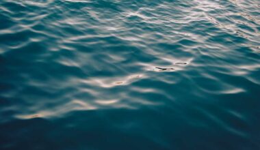 Pa. teen accidentally drowns after jumping into creek, coroner says