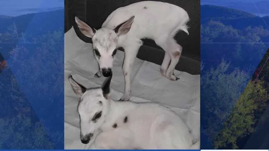 Rare leucistic fawns rescued in Pike County