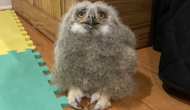 Baby owl joins Philly falconer's growing Raptor Jawns family as an education bird